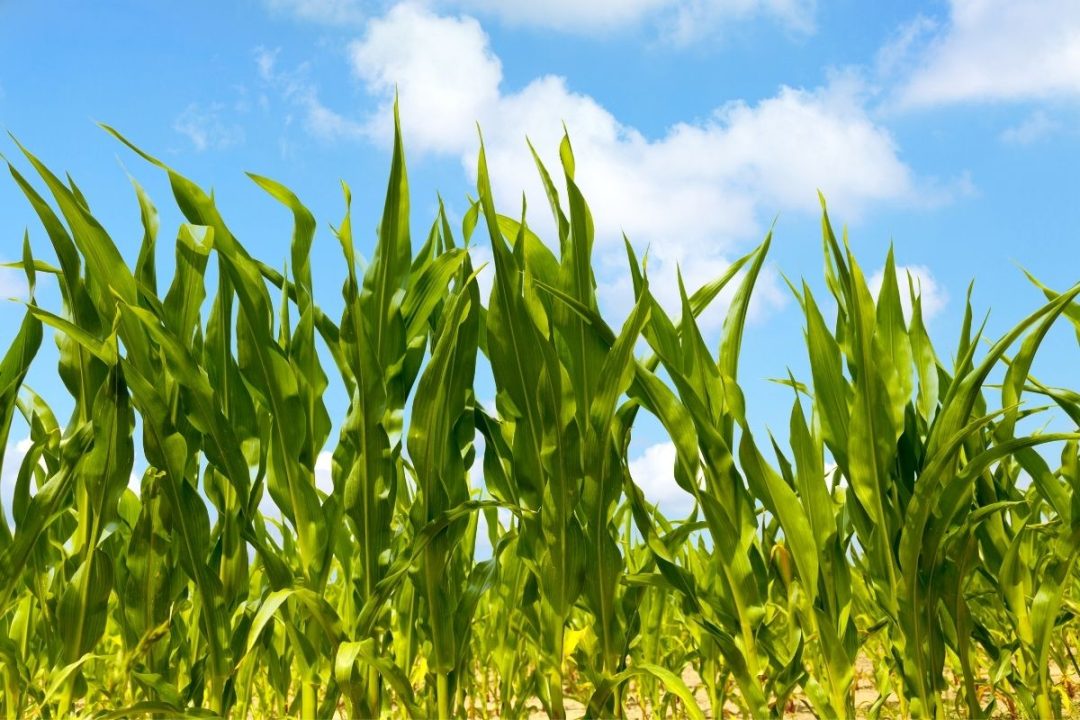 11 Best Companion Plants For Broccoli (And 4 To Avoid)