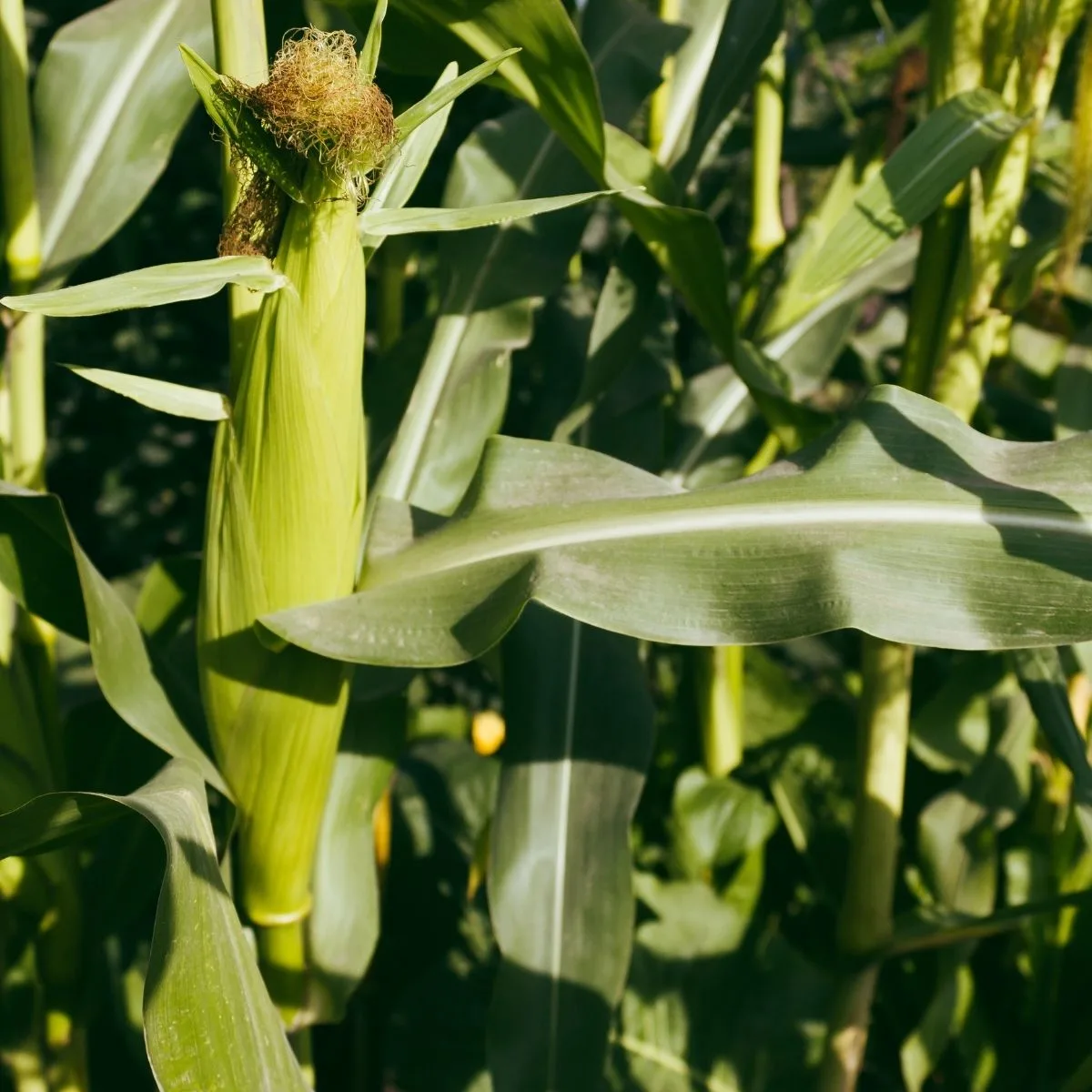 corn growing in the garden