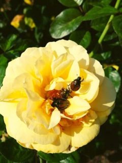 japanese beetles on yellow rose