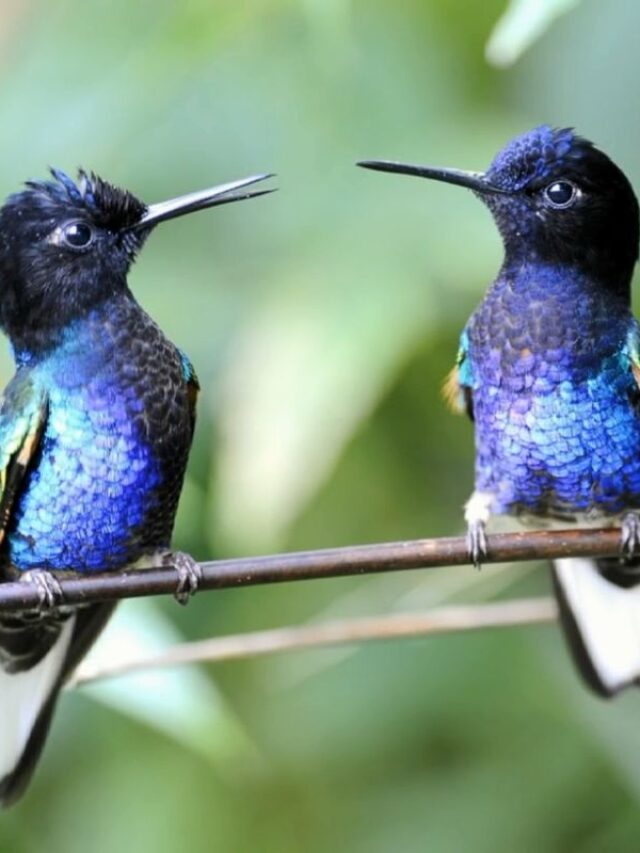 Help Hummingbirds Prepare for Migration