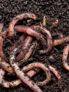 a pile of earthworms