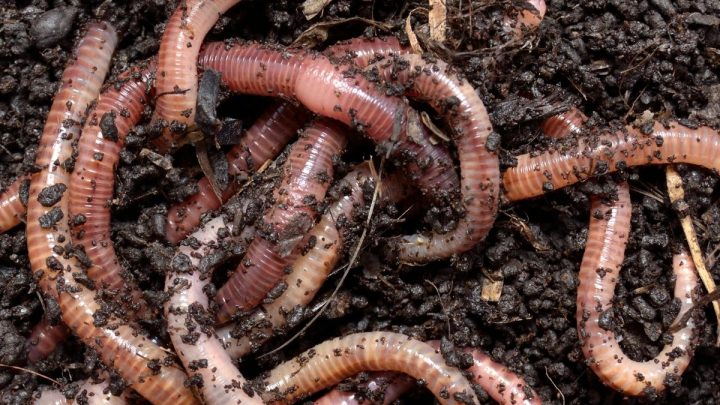 What Do Earthworms Eat?