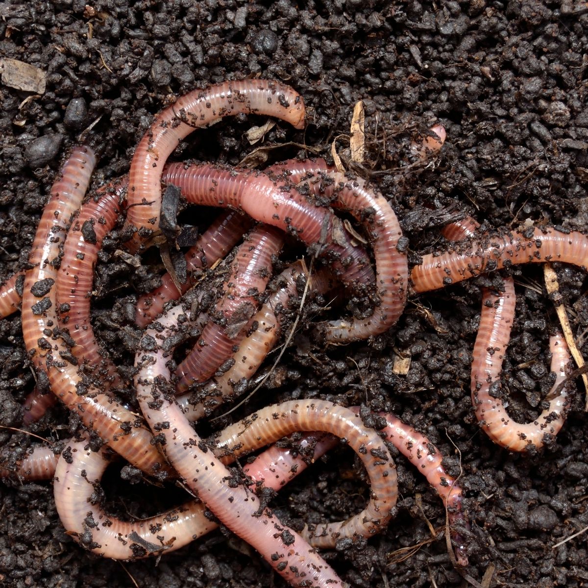 a pile of earthworms