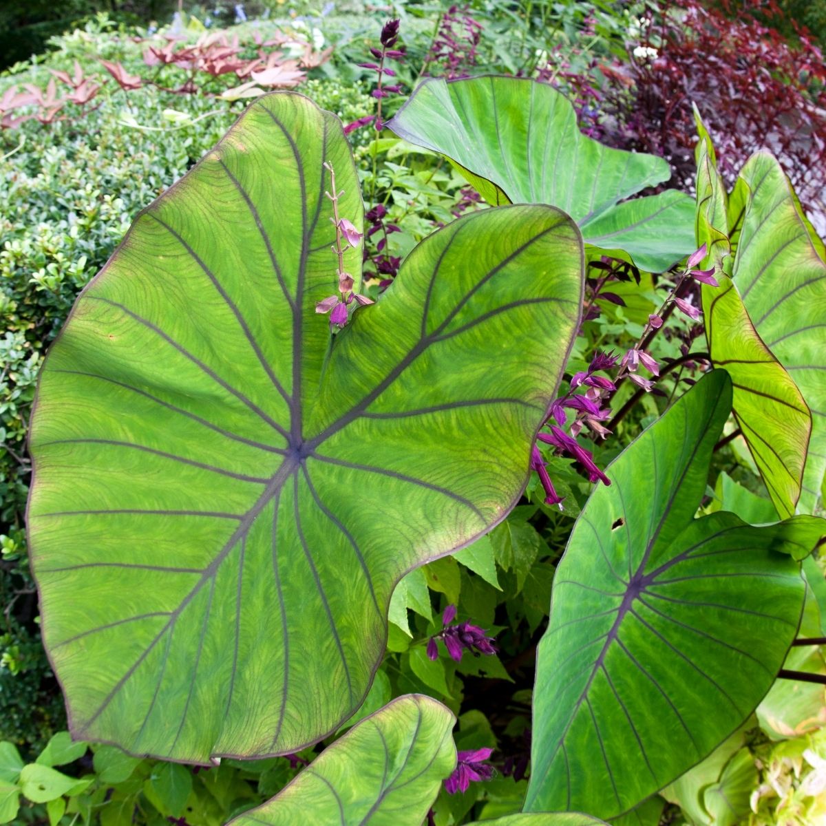 elephant ears plant