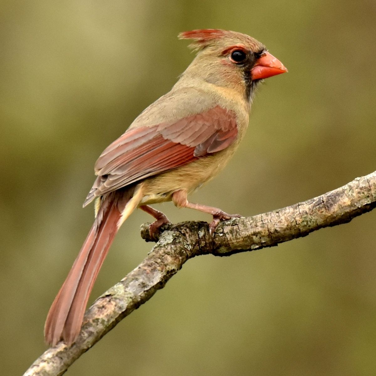 female cardinal