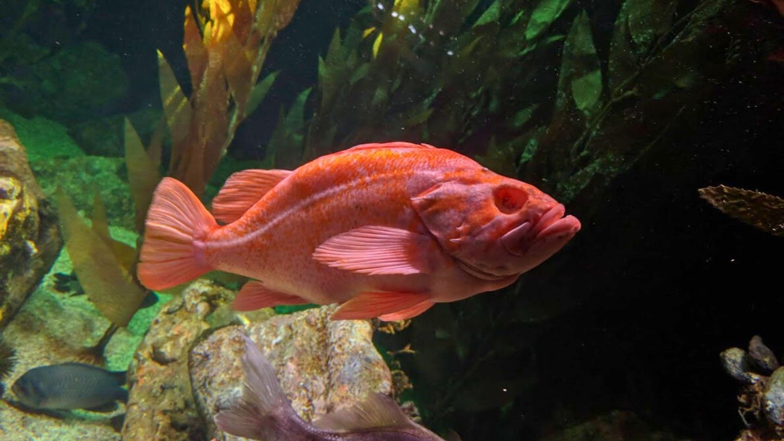 red fish in a fish tank.