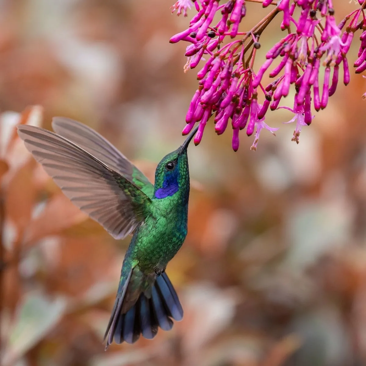 green hummingbird eating from bright pink flower