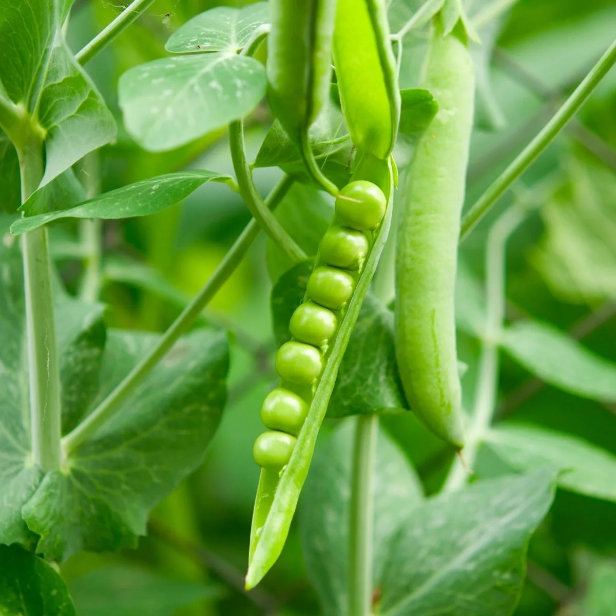 green peas in the pod on the plant