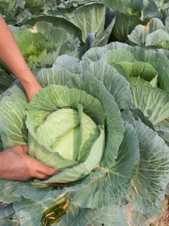 harvesting cabbage