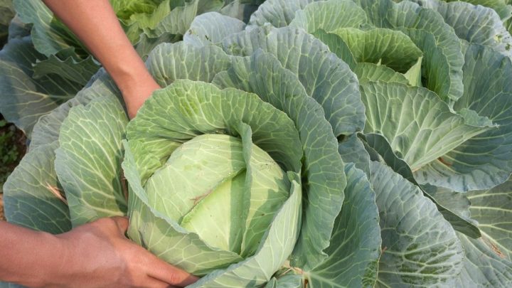 12 Best Companion Plants for Cabbage (And 5 to Avoid)