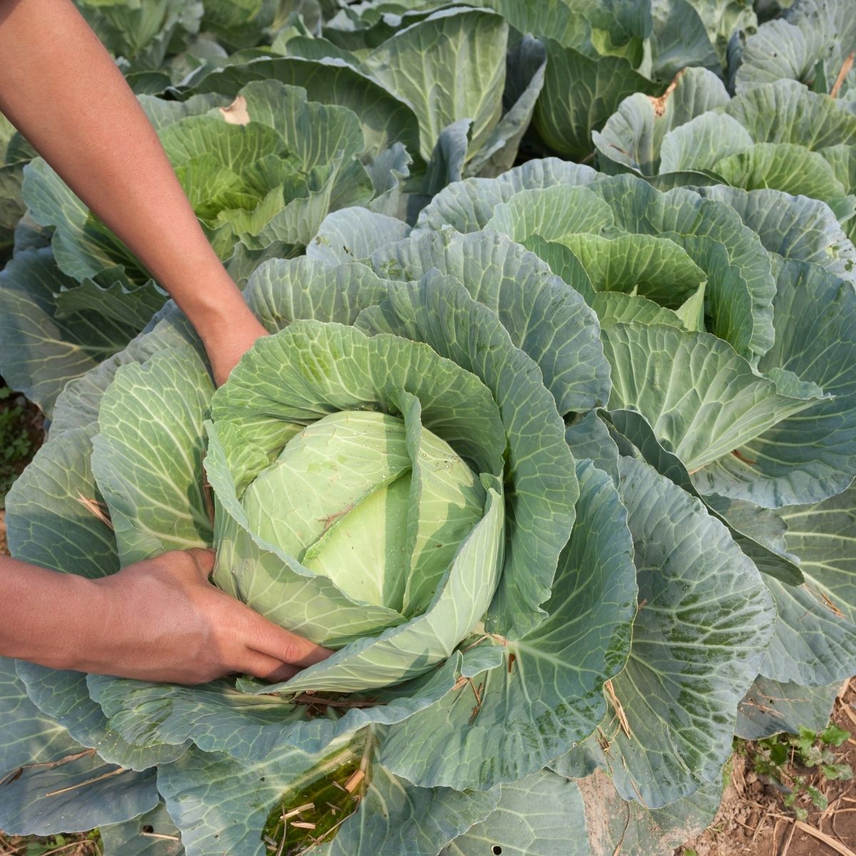 harvesting cabbage