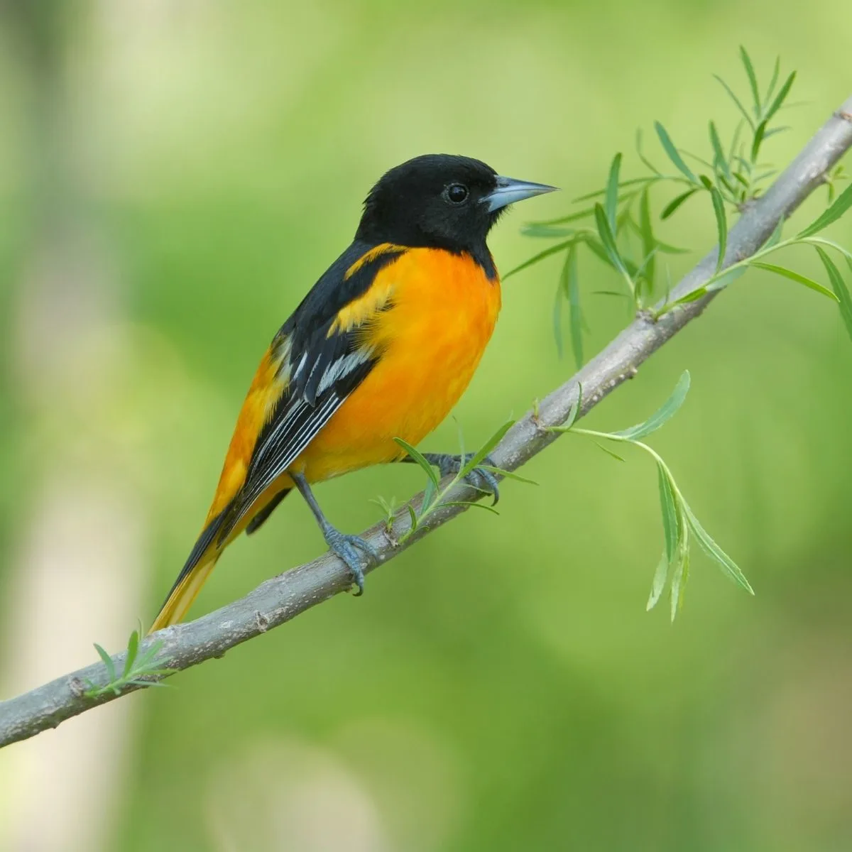 beautiful oriole