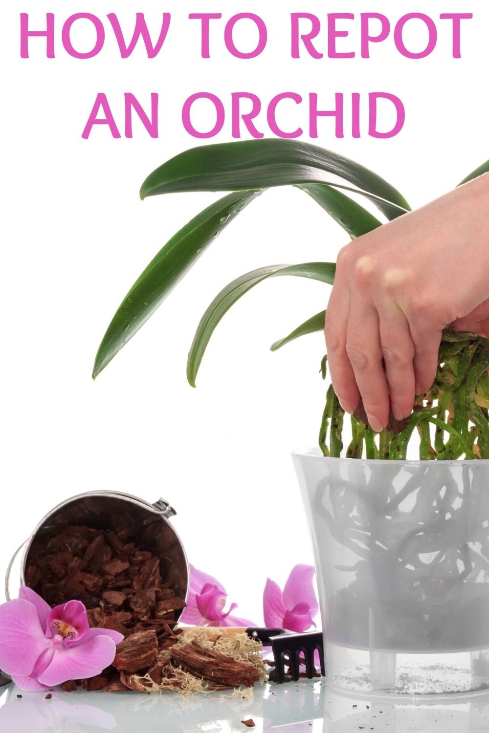 how to repot an orchid