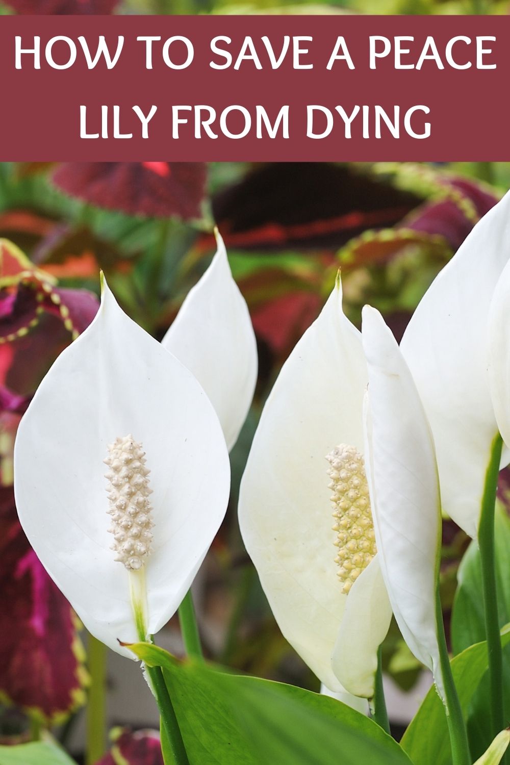how to save a peace lily from dying