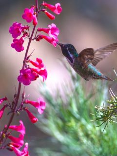 hummingbird and pink flowers