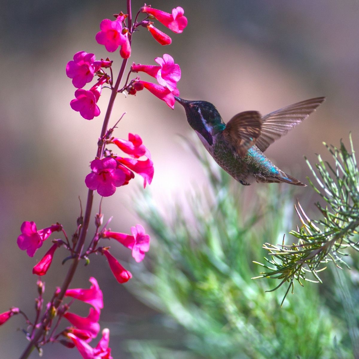 hummingbird and pink flowers