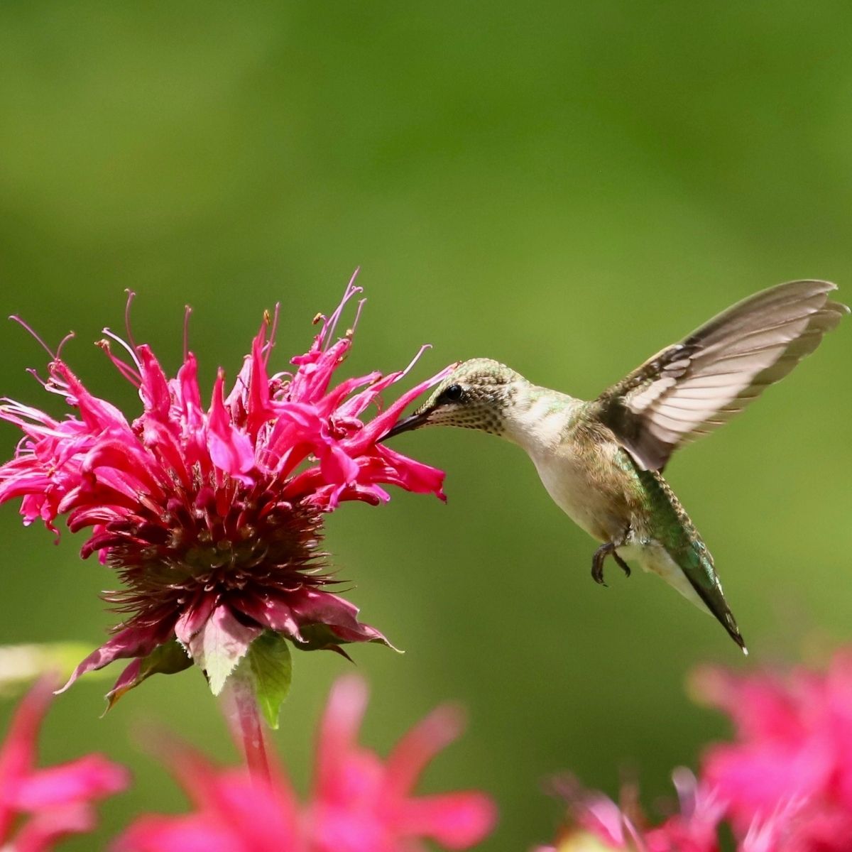 hummingbird and red monarda flower