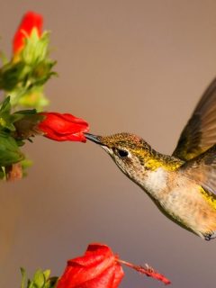 a hummingbird drinking from a red flower