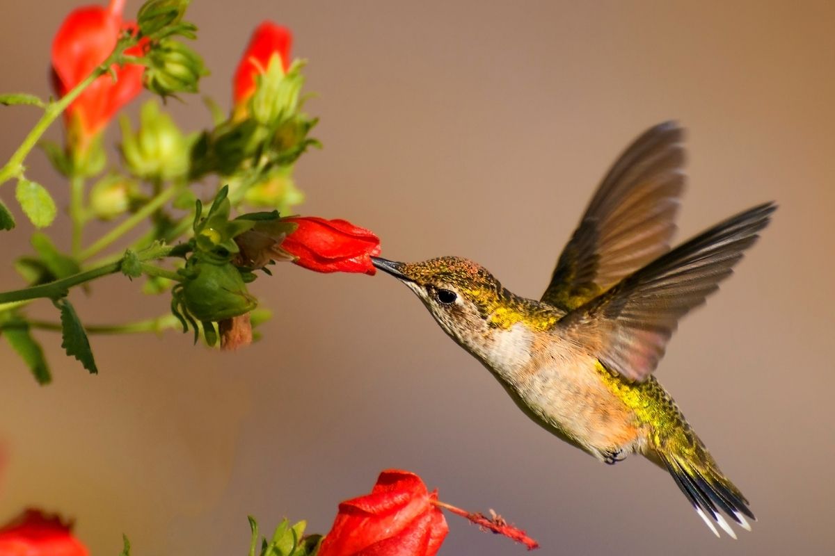 a hummingbird drinking from a red flower