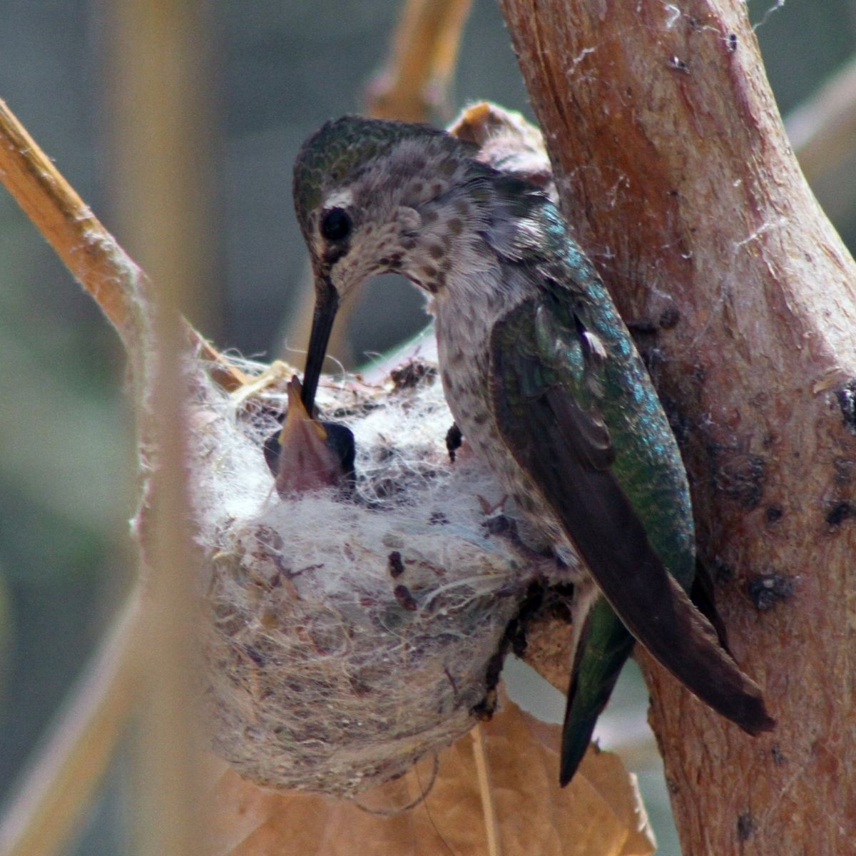 a momma hummingbird feeding its chicks