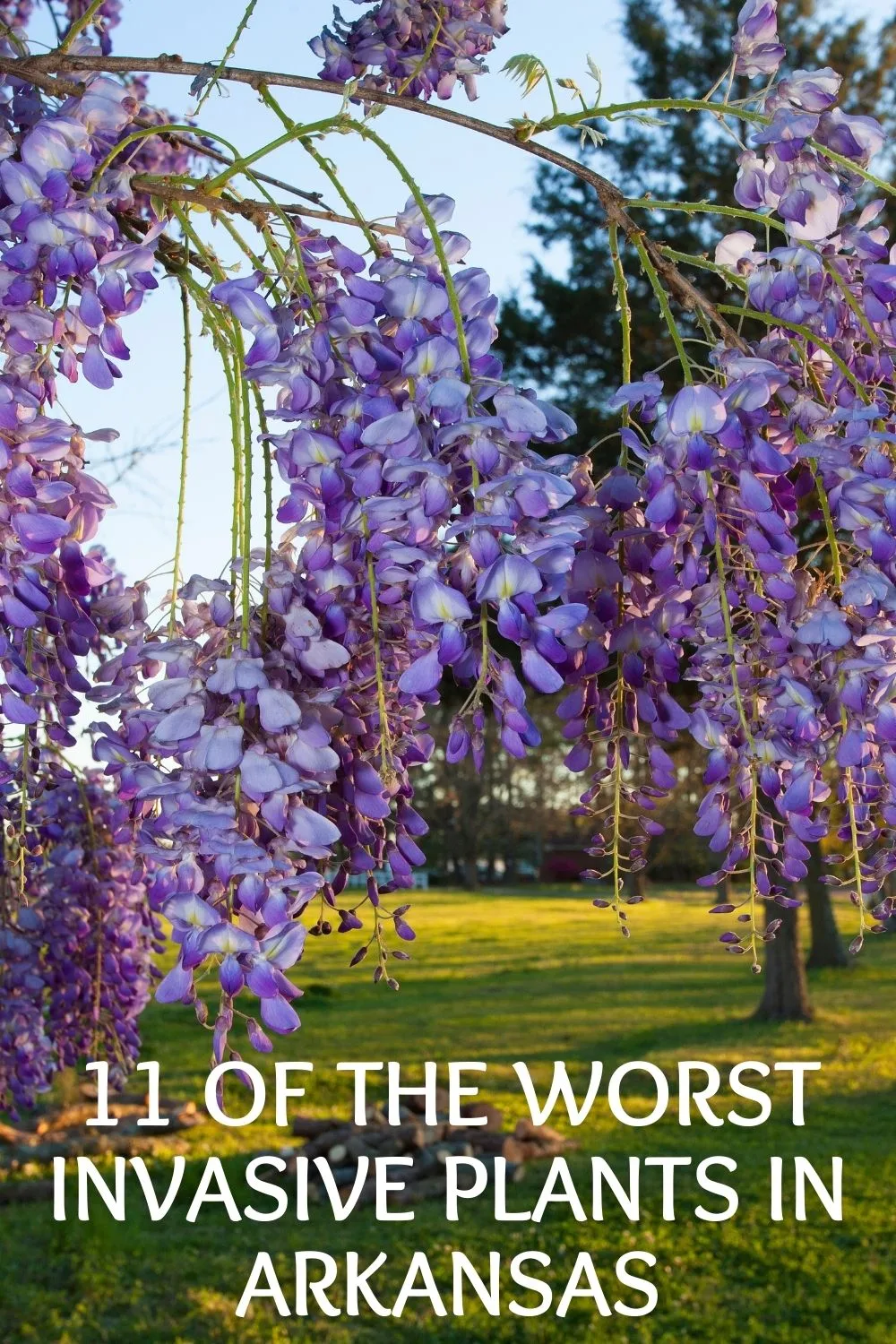 11 of the Worst Invasive Plants in Arkansas