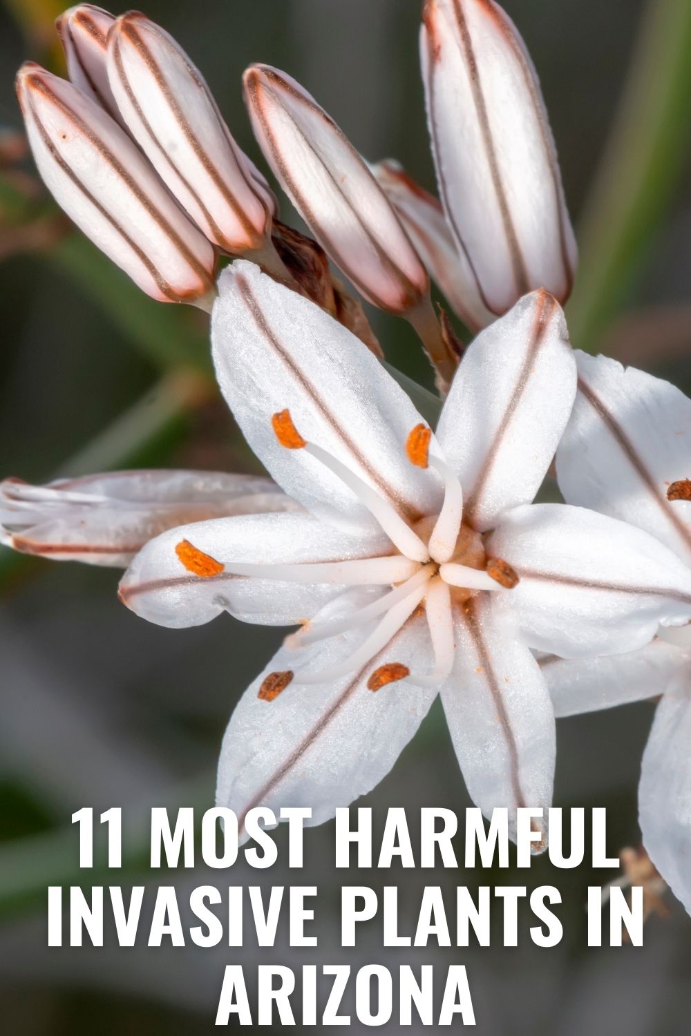 11 Most Harmful Invasive Plants in Arizona