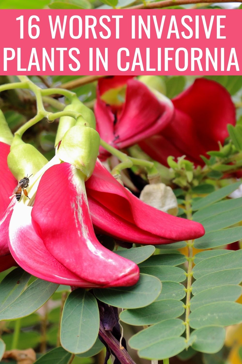 16 Worst Invasive Plants in California