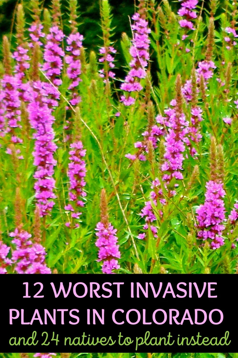 12 worst invasive plants in Colorado and 24 natives to plant instead