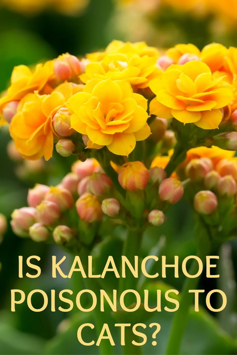 Is Kalanchoe Poisonous to Cats?