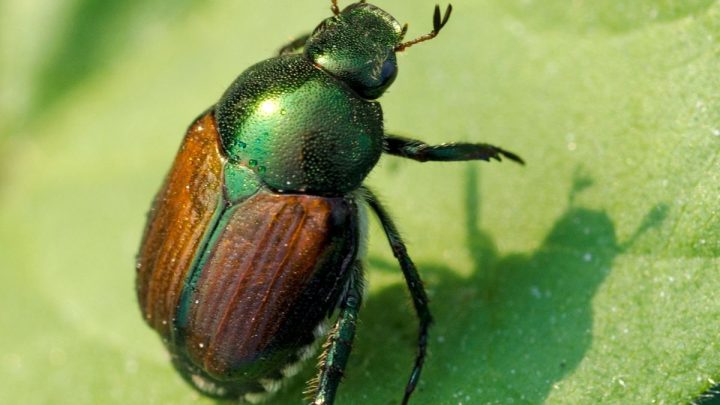 What Do Japanese Beetles Eat And Ways To Fight Them