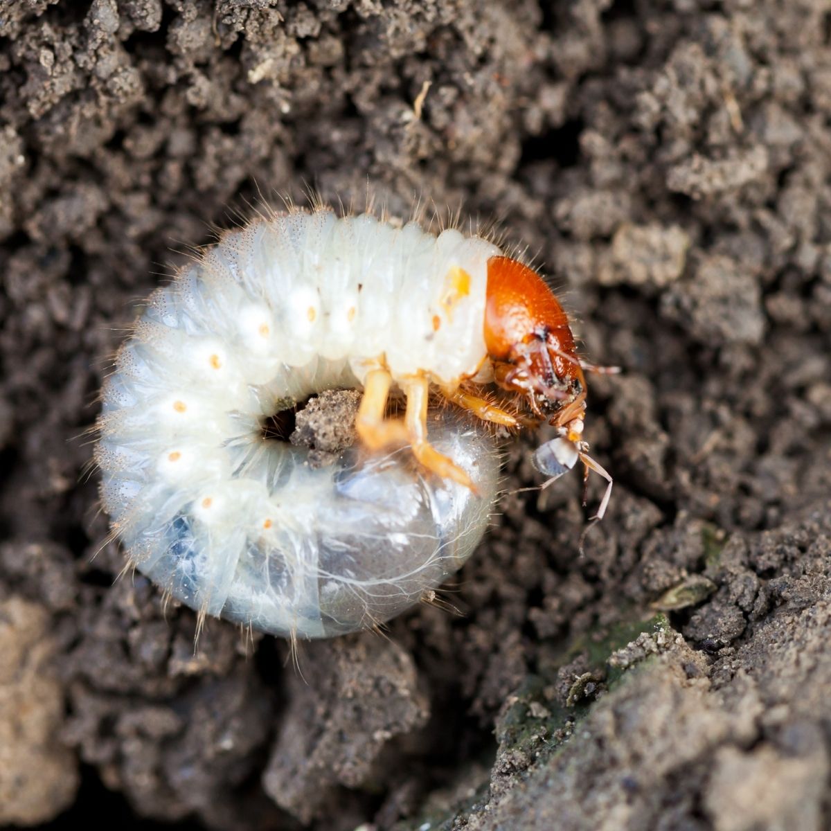 Japanese beetle larvae/grub