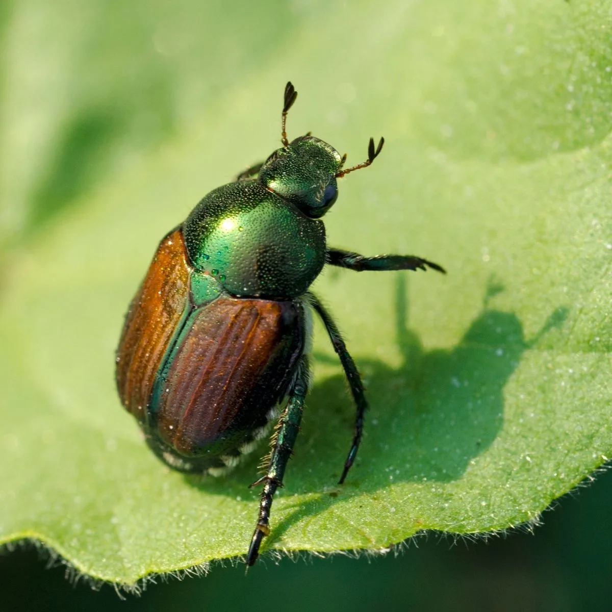 Japanese beetle on a leaf