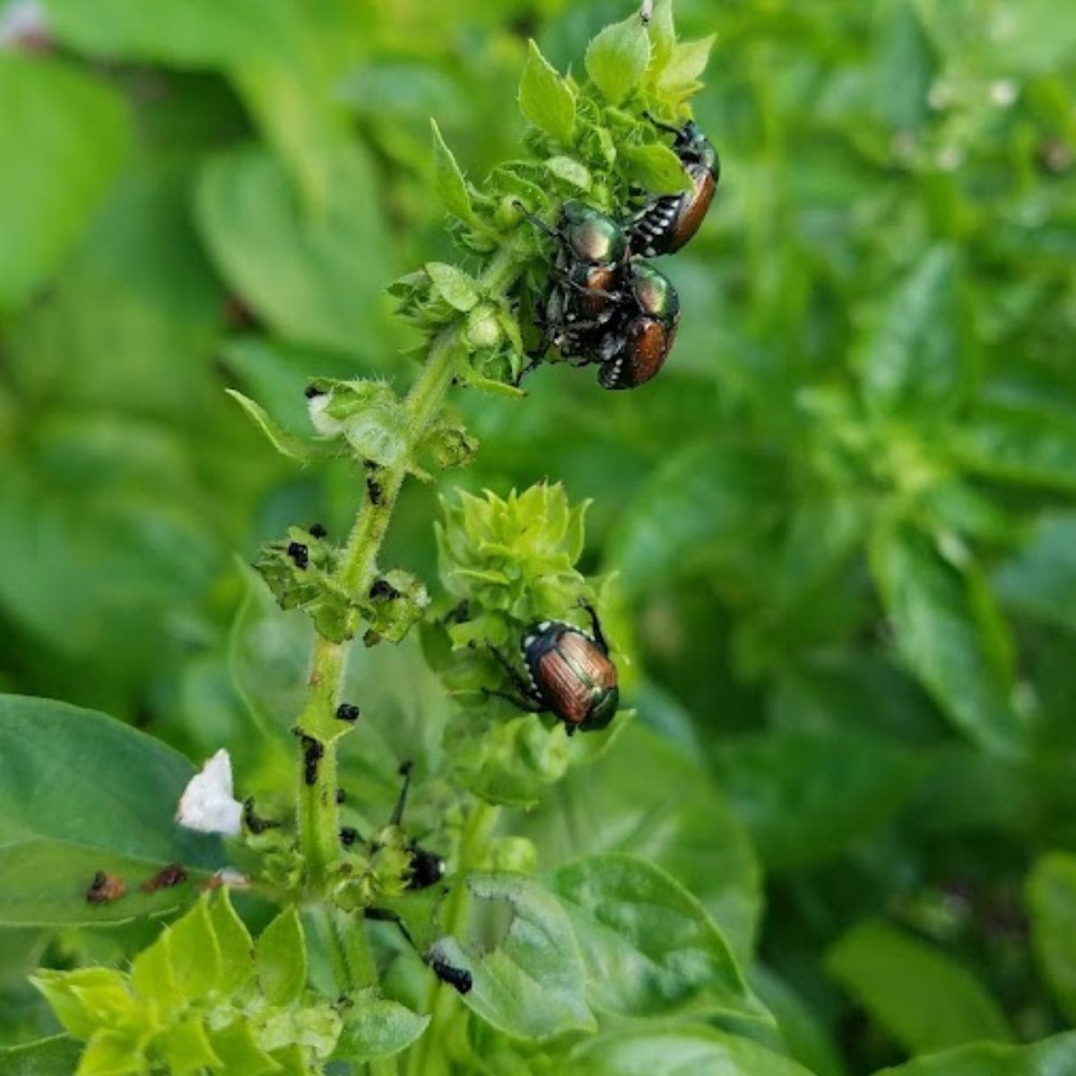 mating japanese beetles on basil