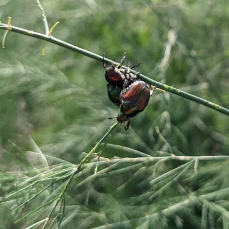 What Do Japanese Beetles Eat And Ways To Fight Them