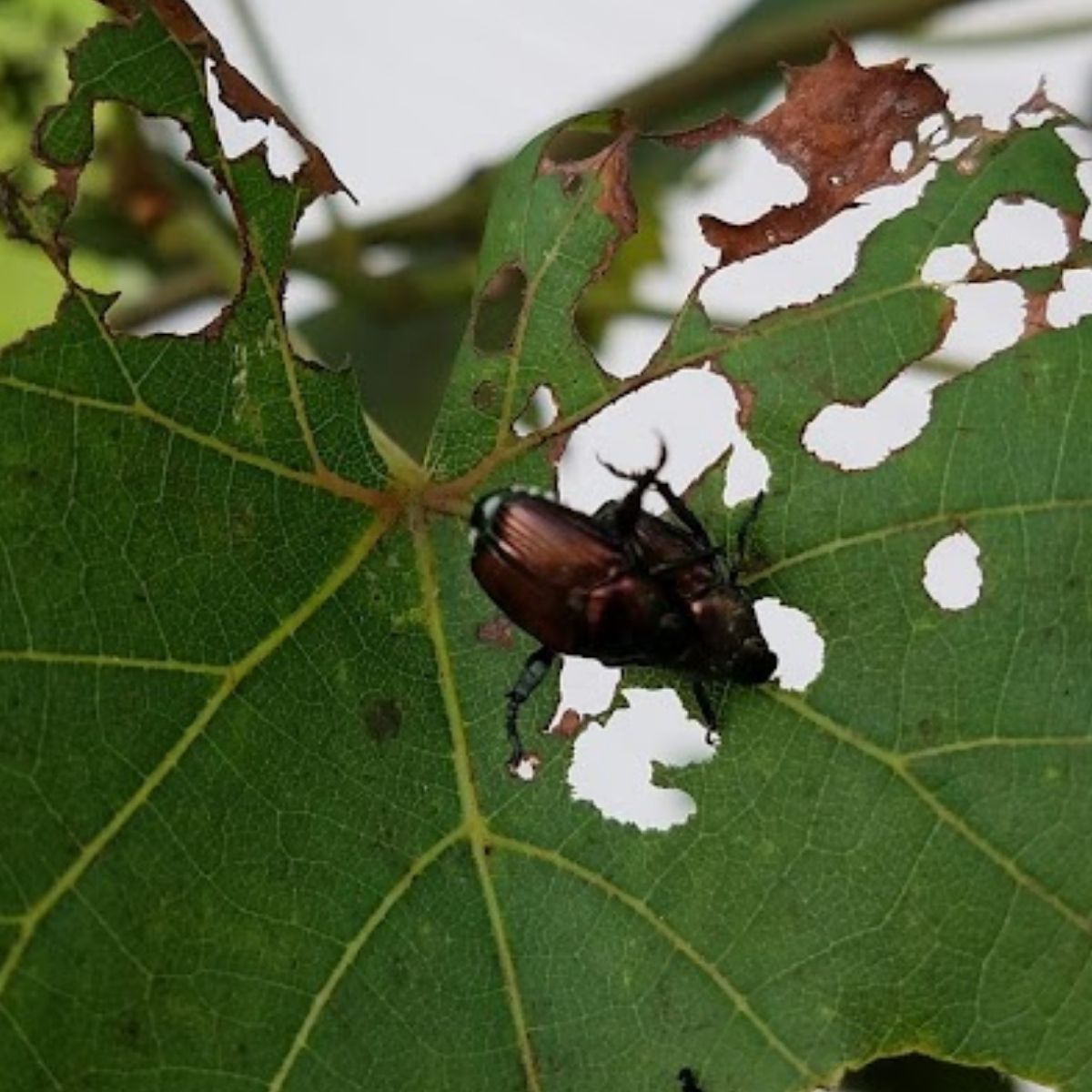 Japanese beetles feeding on grape leaves