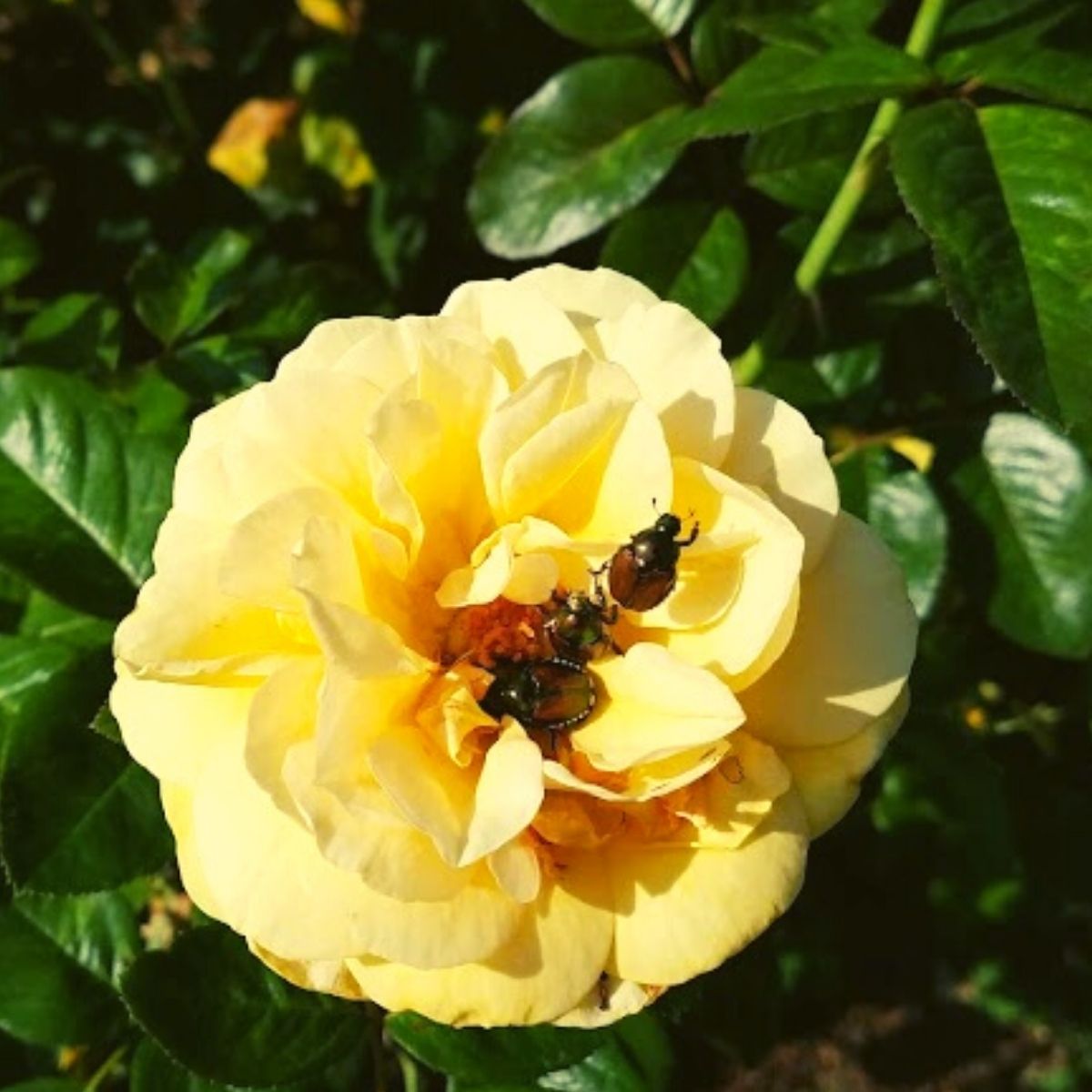 japanese beetles on yellow rose
