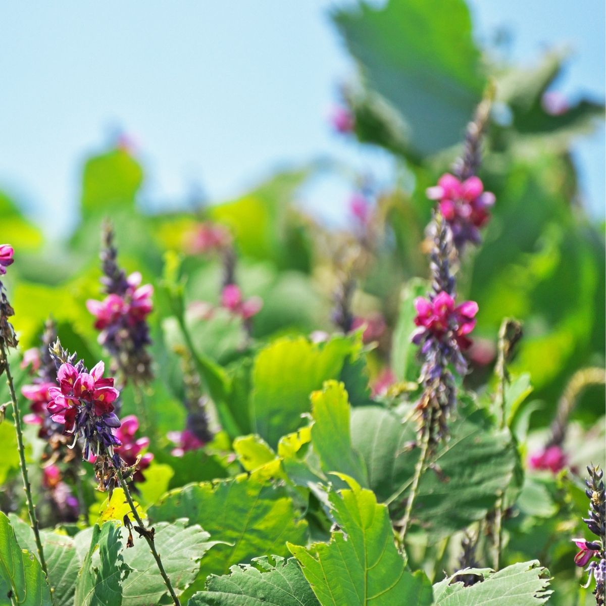 kudzu flowers.