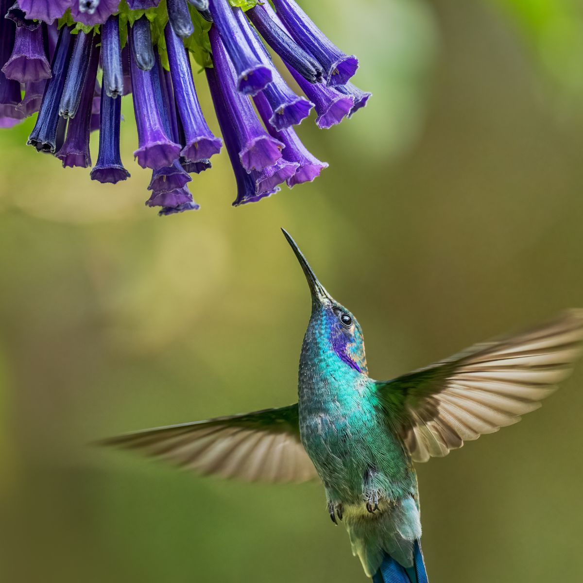 lesser violetear hummingbird.