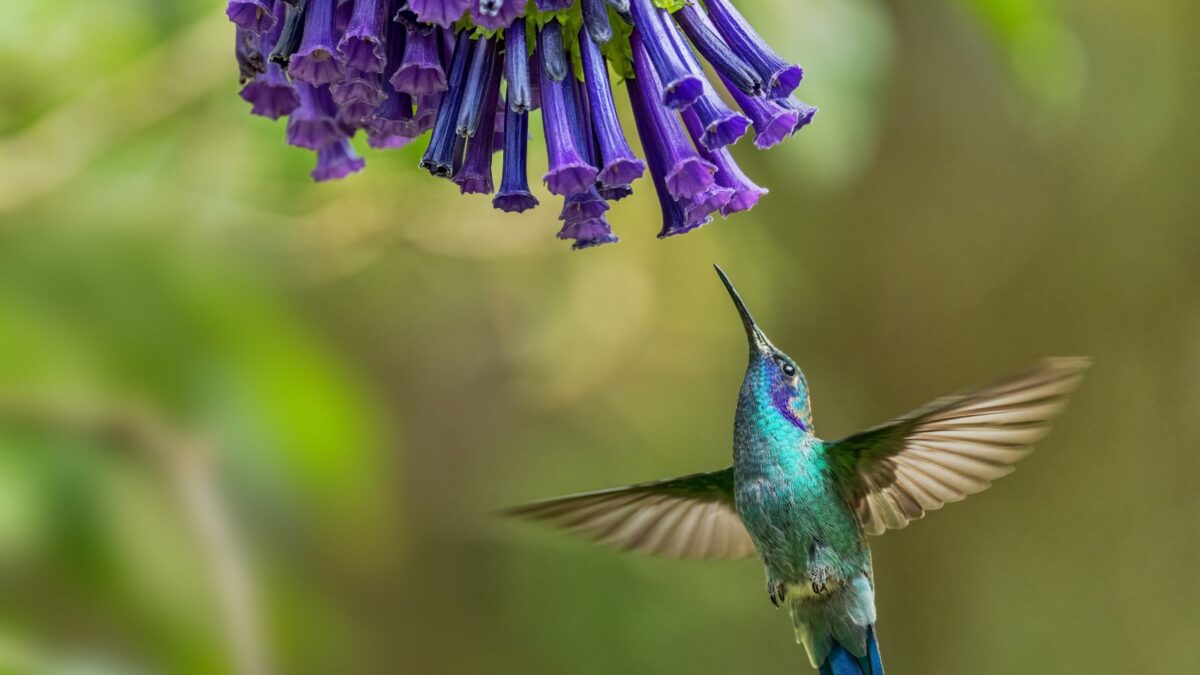 lesser violetear hummingbird.