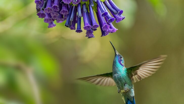 What Do Hummingbirds Eat? A Quick and Easy Guide To Feeding Hummers