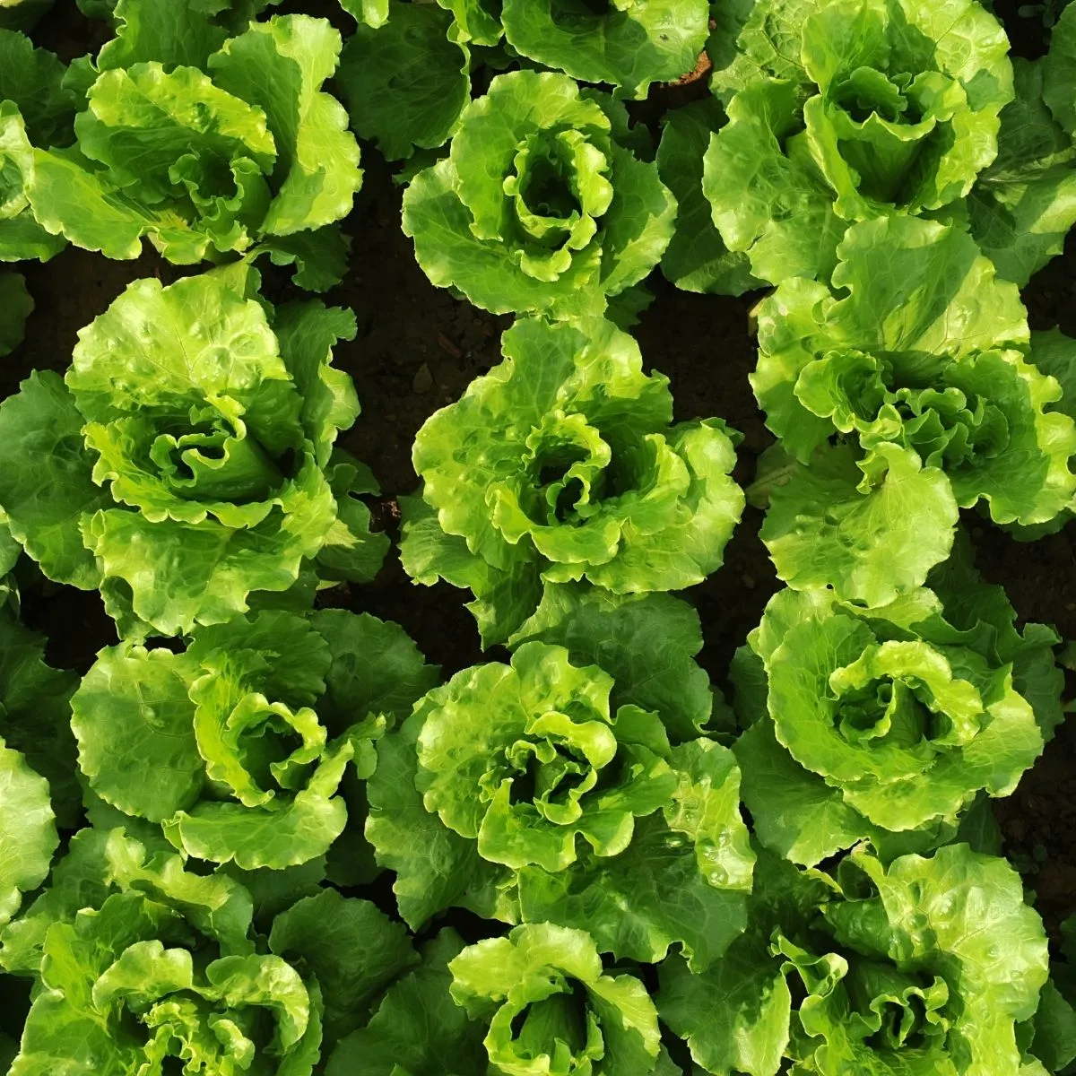lettuce rows in the garden