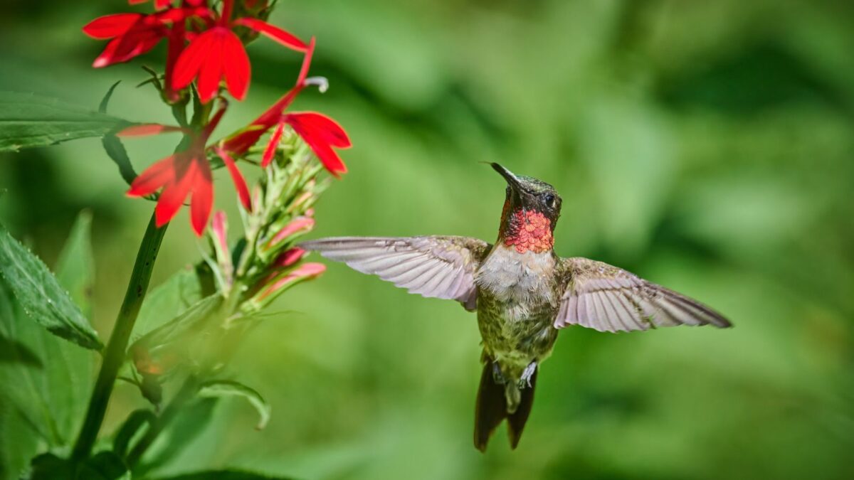 Male ruby-throat hummingbird flying towards red cardinal flowers.