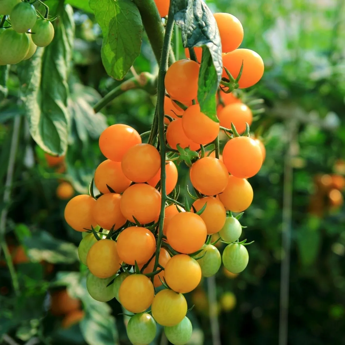 orange cherry tomatoes