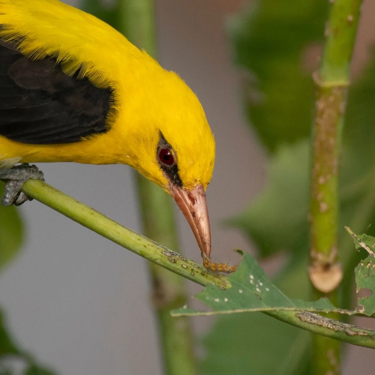 oriole eating a caterpillar