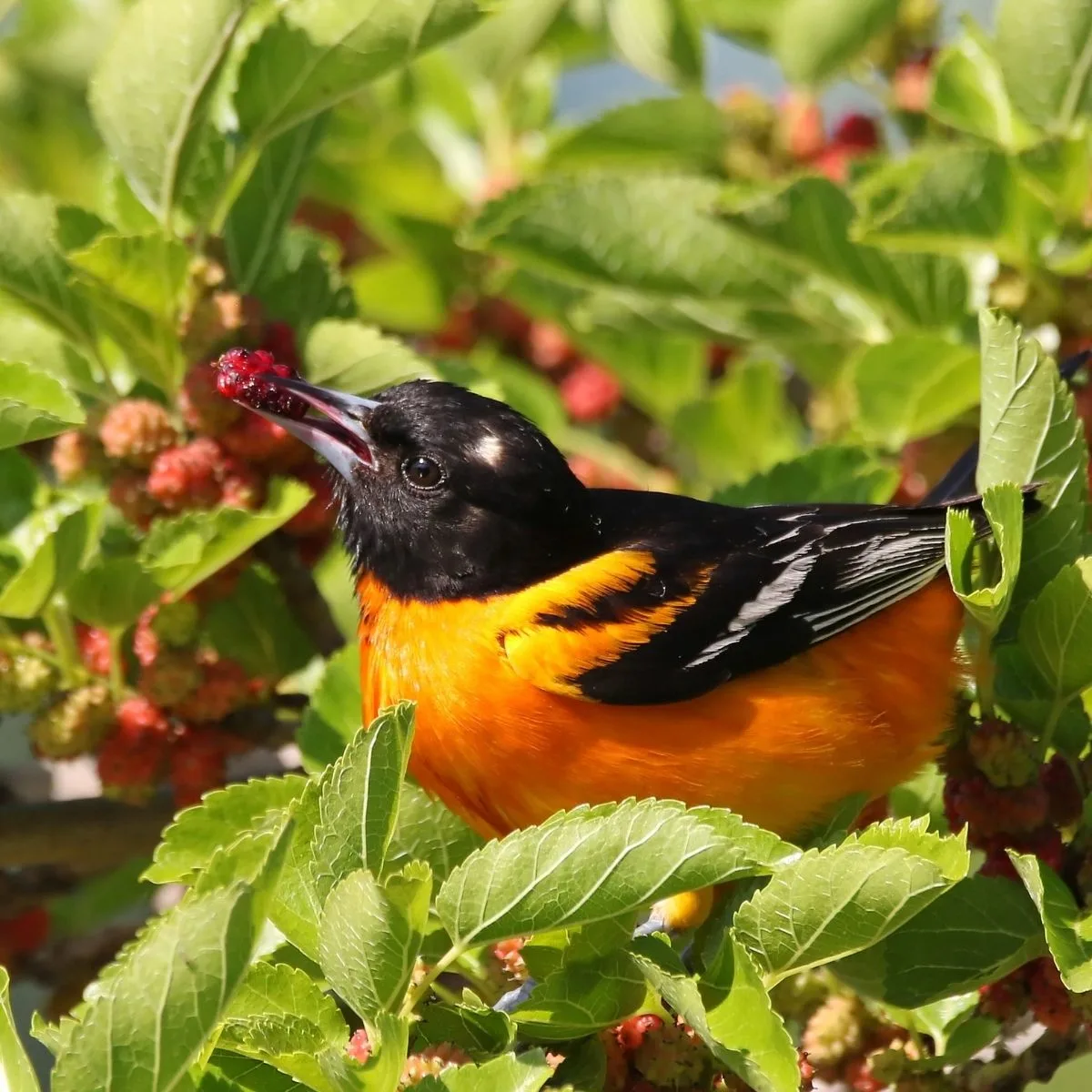 oriole eating berries