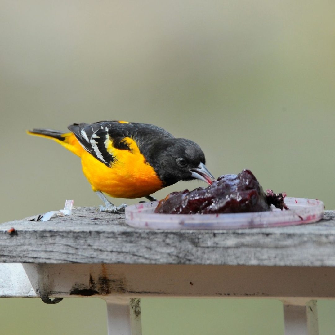 What Do Orioles Eat? Easy Ways To Attract Them To Your Yard