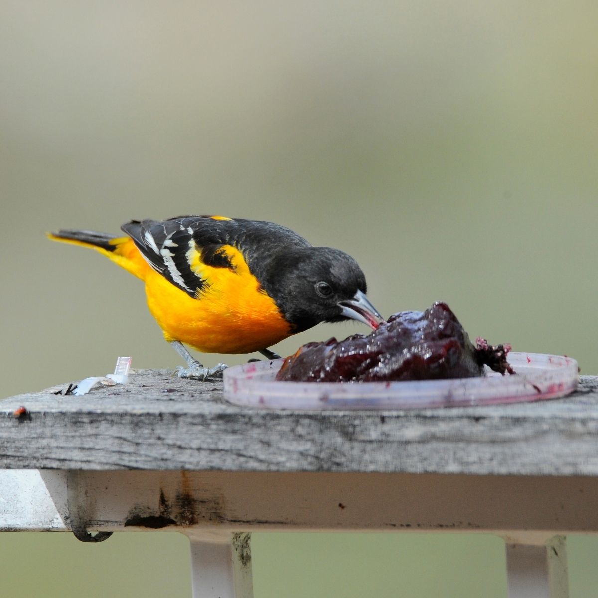 oriole eating grape jelly