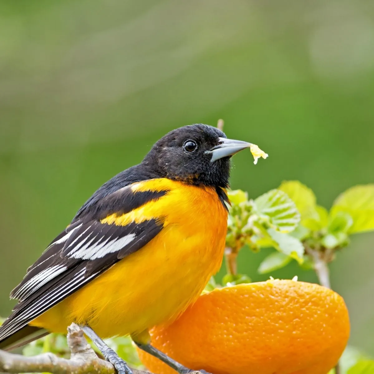 oriole eating an orange
