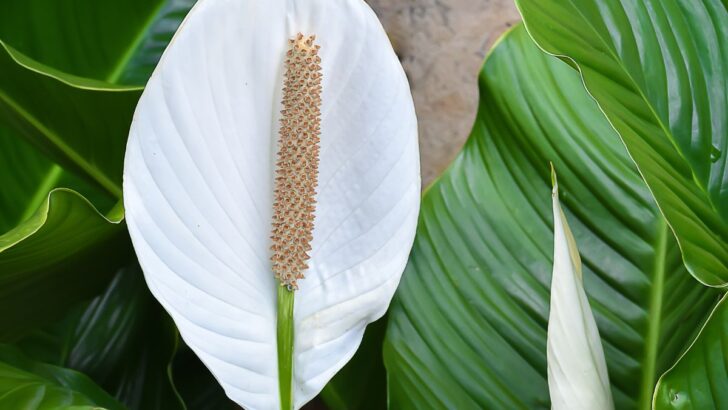 How to Save a Peace Lily from Dying