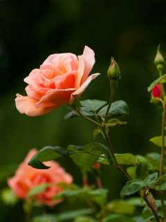 peach colored roses